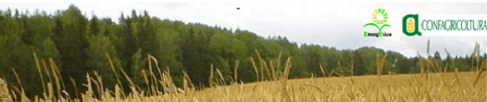 Wheat in field by Rosendahl.jpg Wheat in field by Rosendahl.jpg